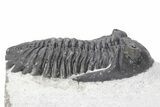 Detailed Hollardops Trilobite Fossil - Ofaten, Morocco #381250-2